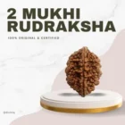 2 mukhi rudraksha