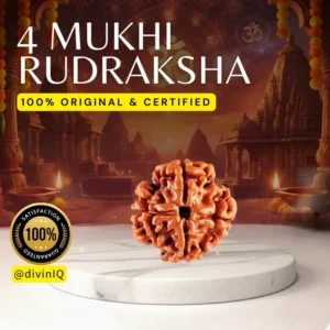 4 Mukhi Rudraksha