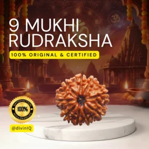 9 Mukhi Rudraksha