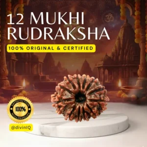 12 Mukhi Rudraksha