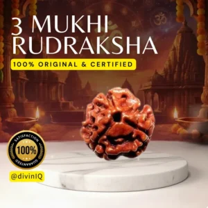 3 Mukhi Rudraksha