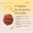 9 Mukhi Rudraksha