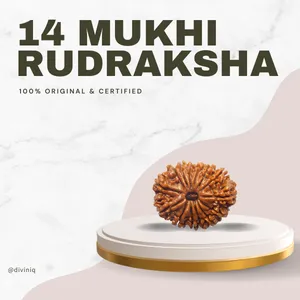 14 Mukhi Rudraksha