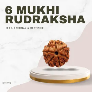 6 Mukhi Rudraksha