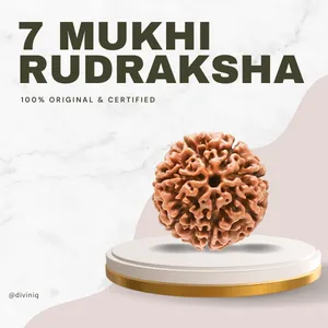7 Mukhi Rudraksha