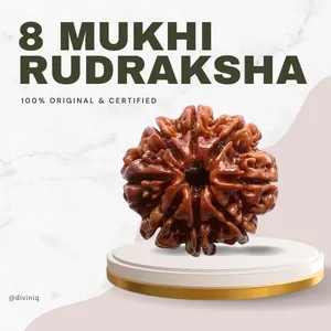 8 Mukhi Rudraksha