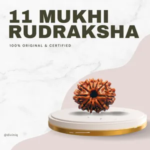 11 Mukhi Rudraksha