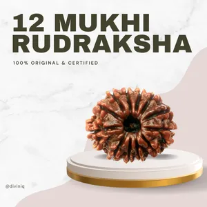 12 Mukhi Rudraksha