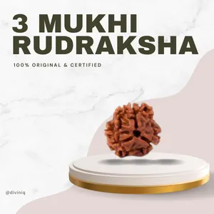 3 Mukhi Rudraksha