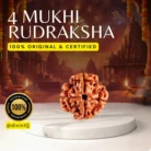 4 Mukhi Rudraksha