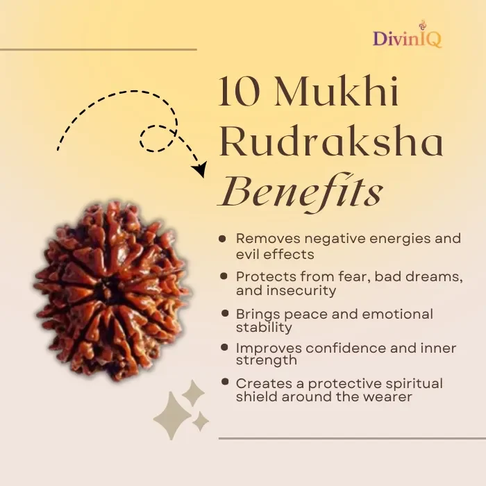 10 Mukhi Rudraksha 10 Mukhi Rudraksha