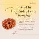 11 Mukhi Rudraksha