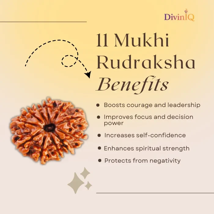 11 Mukhi Rudraksha
