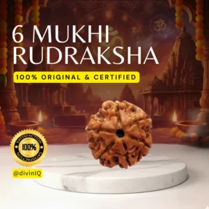 6 Mukhi Rudraksha