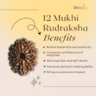 12 Mukhi Rudraksha