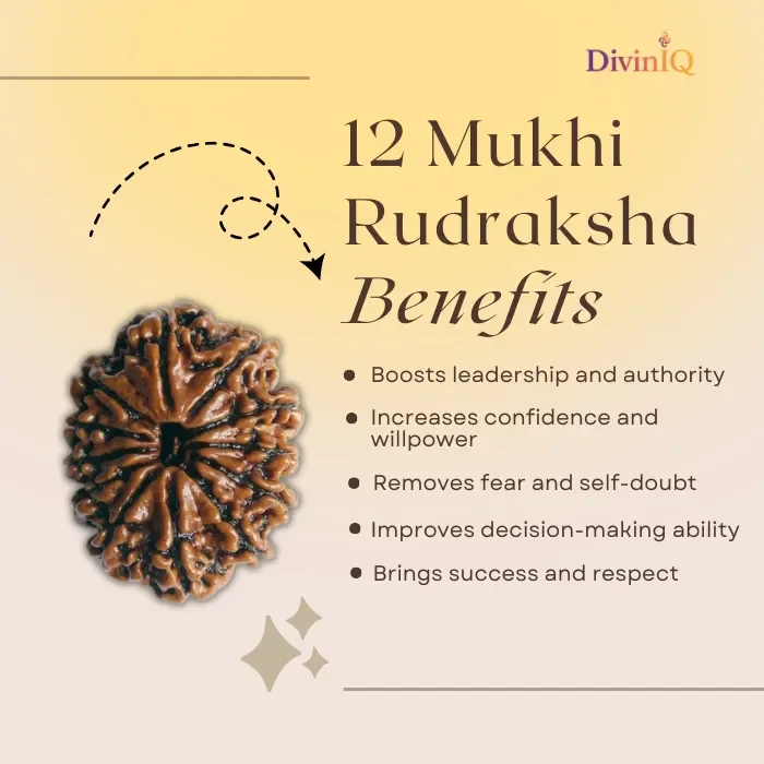 12 Mukhi Rudraksha 12 Mukhi Rudraksha