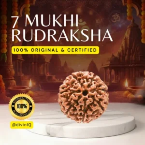 7 Mukhi Rudraksha