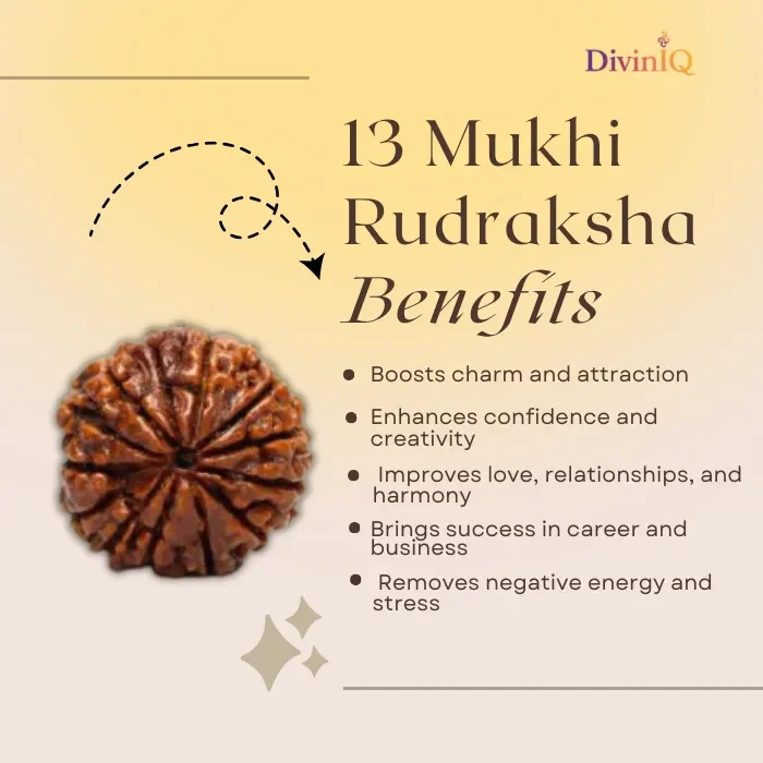 13 Mukhi Rudraksha