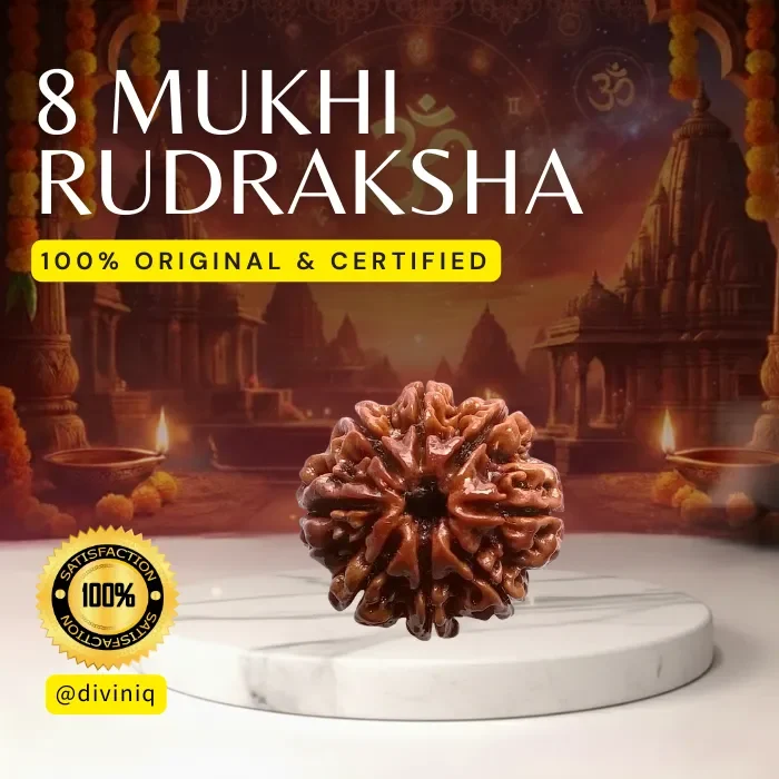 8 Mukhi Rudraksha