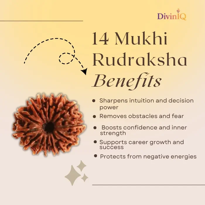 14 Mukhi Rudraksha 14 Mukhi Rudraksha