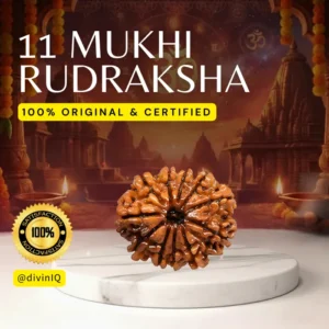 11 Mukhi Rudraksha