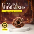 12 Mukhi Rudraksha