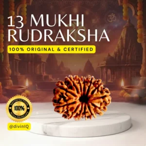 13 Mukhi Rudraksha