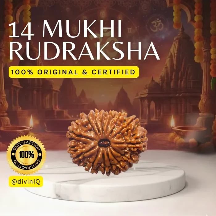 14 Mukhi Rudraksha 14 Mukhi Rudraksha