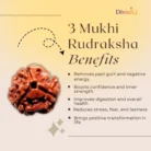 3 Mukhi Rudraksha