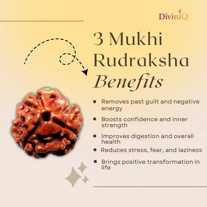 3 Mukhi Rudraksha