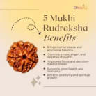 5 Mukhi Rudraksha