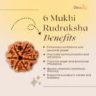 6 Mukhi Rudraksha