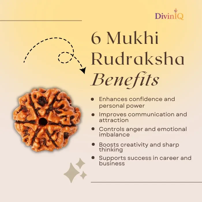 6 Mukhi Rudraksha