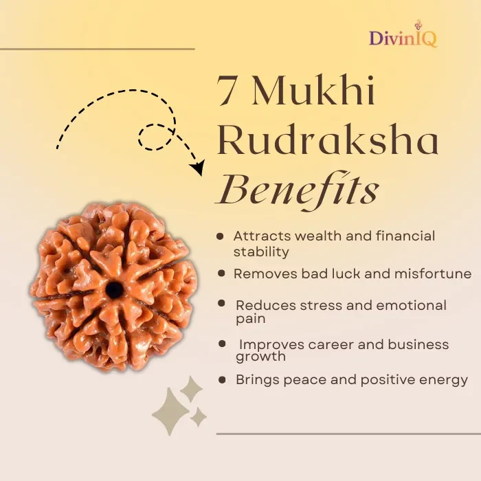 7 Mukhi Rudraksha