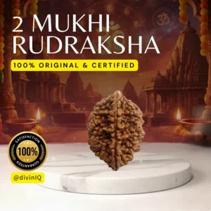 2 Mukhi Rudraksha