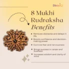 8 Mukhi Rudraksha