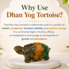 dhan yog turtoise3