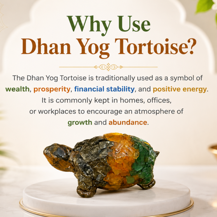 dhan yog turtoise3